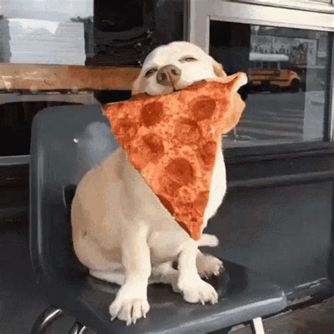 dog gif|funny animal gif.